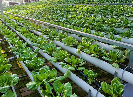 Agri_Application_3_a02d7b8c10